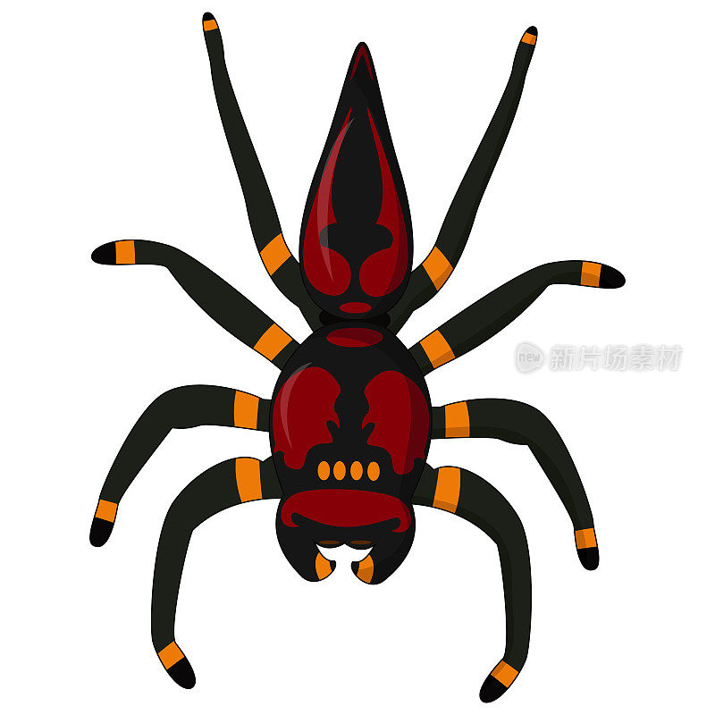 黑寡妇蜘蛛/红背蜘蛛孤立在白色背景